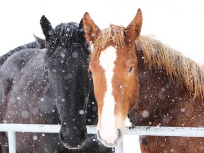 caring-for-your-horse-during-winter