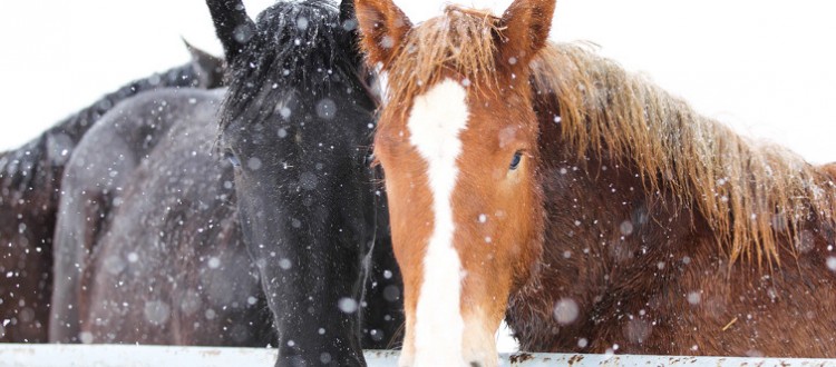 caring-for-your-horse-during-winter