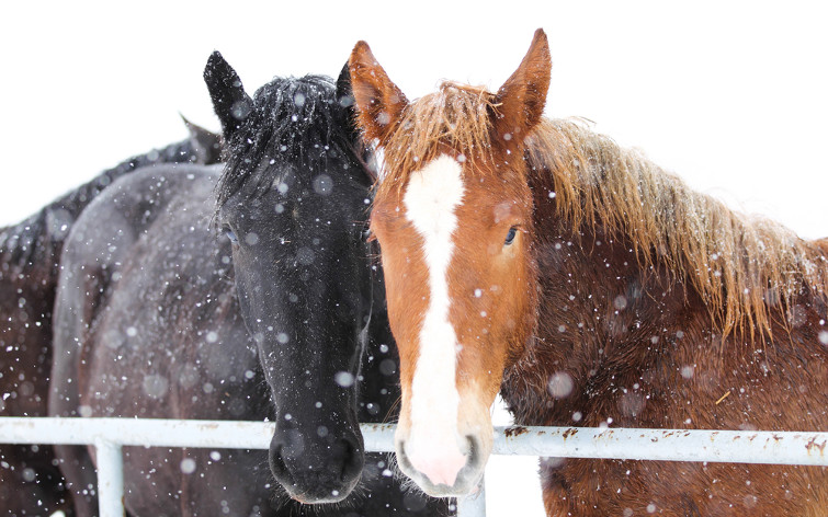 caring-for-your-horse-during-winter