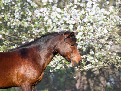 Spring Horse Care Tips