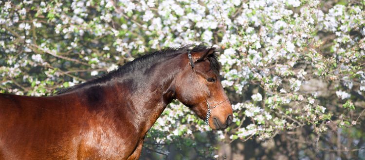 Spring Horse Care Tips