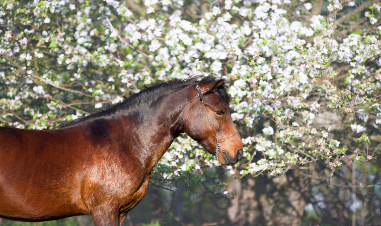 Spring Horse Care Tips