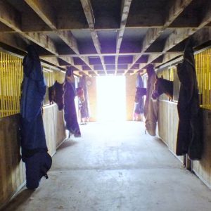Buy a Gift for a Rescue Horse