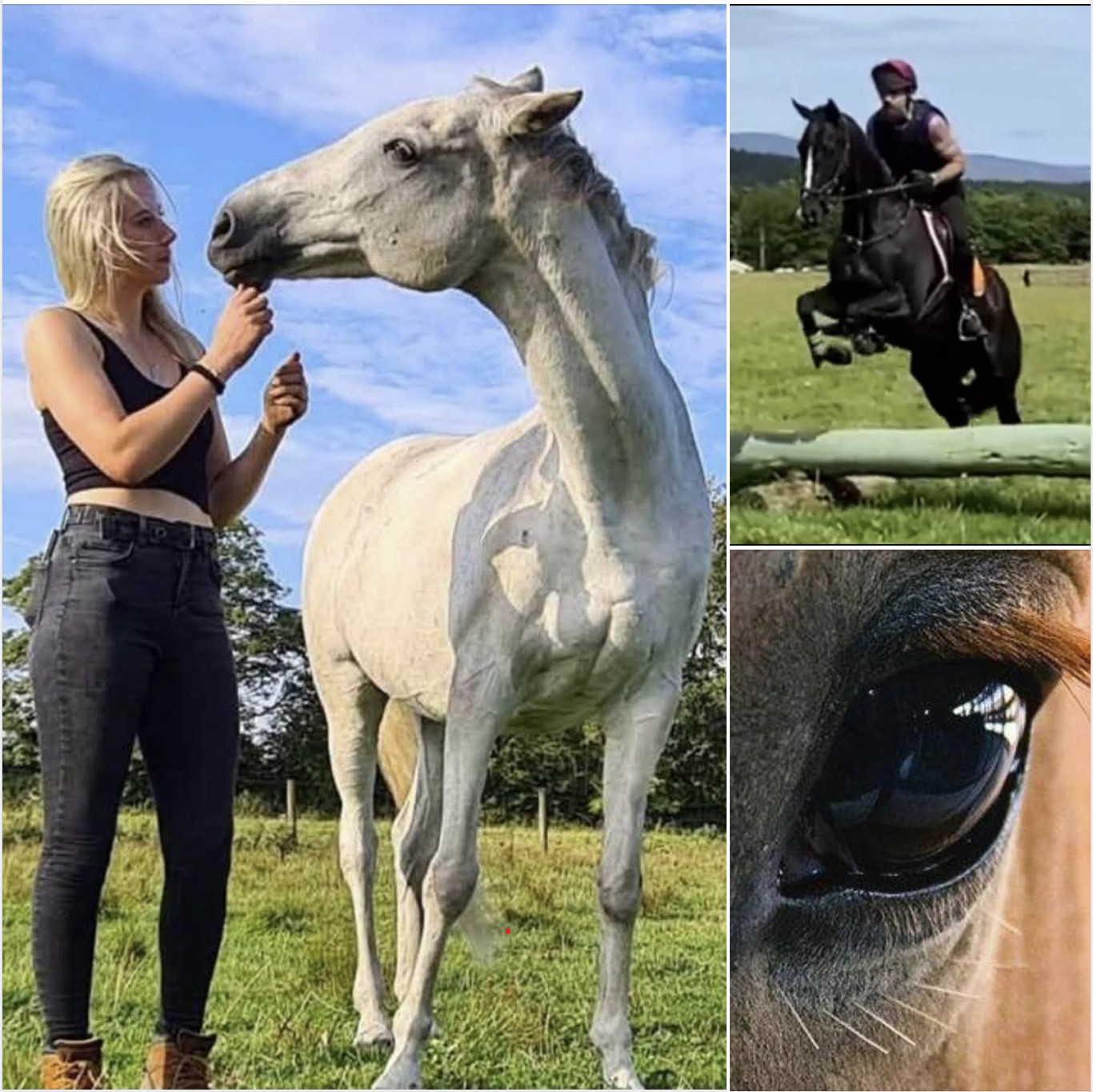 Racehorse Rescue Centre horses, riders and volunteers