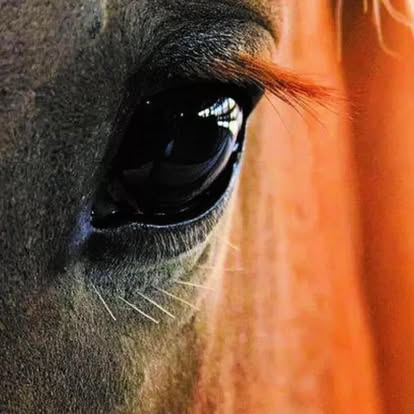 Close-up of a racehorse’s eye