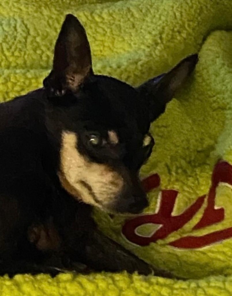 Dottie