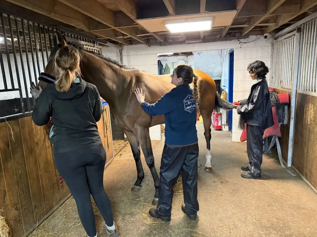 Veterinary students gaining practical experience with a horse at Racehorse Rescue Centre